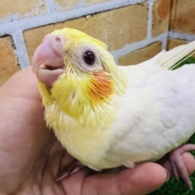 きゅるるん♪オカメインコ（ルチノー）の雛がやってきたー！