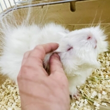ゆっくりカキカキ⭕️🌻最新画像更新⭐️真っ白なアビシニアンモルモットちゃんやってきましたよ〜♪