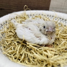 ちょこんと可愛いミニミニちゃん💕キンカチョウのシルバー！！