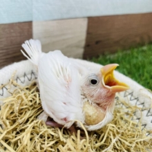 最新画像あります⭐️ピンクのお肌が見えちゃうヒナヒナちゃん👀白文鳥！！