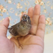 小さくてもお腹いっぱい食べるよ♩❤︎手乗りキンカチョウのヒナちゃんです🪶❤︎
