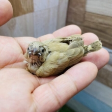 ちょこんと♪可愛いシナモンちゃん💕キンカチョウのシナモン！！