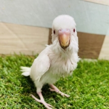最新画像あります❣️純白でキューティー赤目の可愛い子😍セキセイインコのアルビノ！！