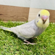 最新画像あります✨グレーの羽がおしゃれすぎますっ✨セキセイインコのイエローフェイスパステルグレーオパーリン！！