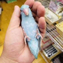 最新画像あります⭐️ヒナ朝卒業‼️お顔のお色がどんな感じになるか楽しみな子✨マメルリハインコのターコイズブルー！！