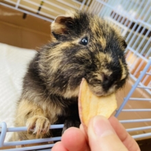 クアッカワラビ−じゃないよ❤︎*ˊᵕˋ 激かわ穏やか❤︎ テッセルモルモットさん､男のコ❤︎♂