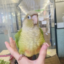 遊ぼう遊ぼう♩❤︎とってもチャーミングな激かわウロコっち💛🧡(シナモン)