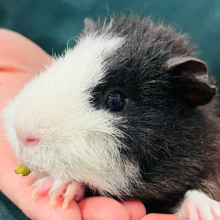 【最新画像更新🪄】チリチリヘアー🐹オセロちゃん🖤🤍テディモルモット 女の子
