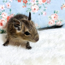 デグー  ノーマル  🌰(*´ω`*)