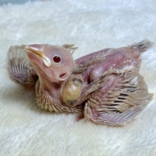 シナモン文鳥  🤎💛🧡🫖