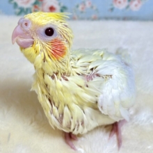 オカメインコ  ルチノー  🤍🌙✨