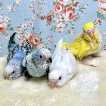 セキセイインコちゃん達〜残暑厳しい中来てくれました〜🔆✨️
