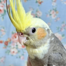 オカメインコ  パイド  💛🤍🖤