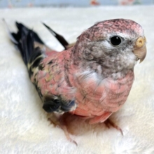 アキクサインコ  ローズ  🌹🎀💕