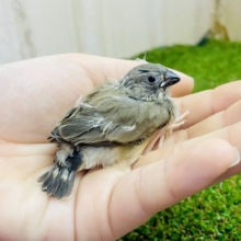 トキメキ見逃さないでね〜🤗🤗🤗　キンカ鳥　ノーマル