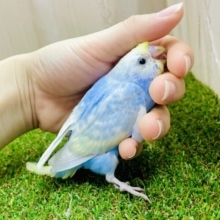 みてみて〜😗今朝の寝癖チェック☑️  セキセイインコ　パステルレインボー