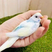 ほんわかしたいクリームソーダインコ☁️🍹🍹　セキセイインコ　パステルレインボーパイド