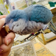 なれてるよ〜❣️触れ合い好き好き💓むぎゅっとしたお顔が可愛いよ❣️ オキナインコ　ブルー