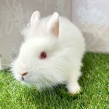✨最新画像✨ふわっふわのわたげちゃん🤍ライオンラビット(アルビノ2024年6月生まれ)
