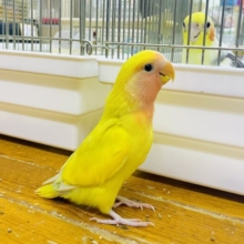 🟡攻めのっ！辛子ツインズコザ🟡🟡コザクラインコ　ゴールデンチェリー