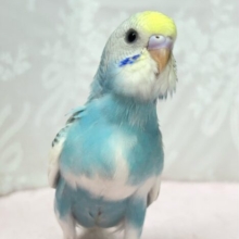 淡い綺麗なクリームソーダカラー🩵🥤セキセイインコ(パステルレインボーパイド2024年8月生まれ)