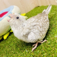 💎待ち侘びてる❄️ゆきしぐれ❄️ オカメインコ　WFシナモンパール