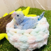 虹色花びら〜🌈💐💐　セキセイインコ　レインボー