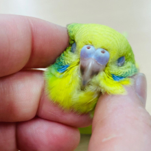 【最新動画更新🪄カゴデビューしました⭐︎】元気いっぱいな食いしん坊💓セキセイインコ（スパングル）ヒナ