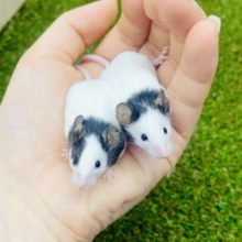 ちゅーちゅーおチビ🐀🐀💓　パンダマウス　女の子