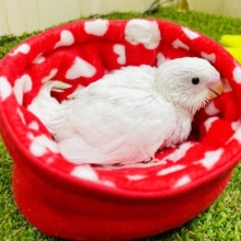 ❤️すきあいあいだっ！❤️🫶　セキセイインコ　ダブルファクター