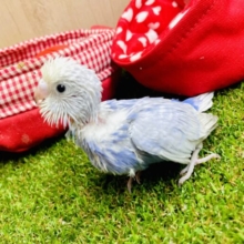 メラっった？💓💓💓うるうる可愛いコだよ❣️ セキセイインコ　スパングル