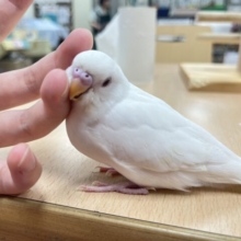 【最新画像・動画更新🪄】透明感のある純白カラー🫧セキセイインコ（アルビノ）ヒナ