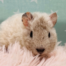 くるくるヘアーのヒツジさん🐏⸒⸒テディモルモット(男の子)