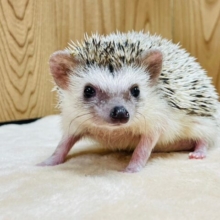 【最新動画更新🪄】触れ合いできるハリネズミくん🦔（パイド）男の子