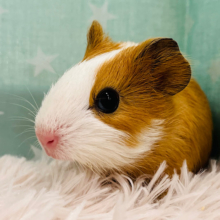 イケメンプリンス🐹👑イングリッシュモルモット(男の子)