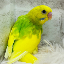 【最新画像更新🪄】これから熟す☆ミカン風～　セキセイインコ　スパングルパイド～～