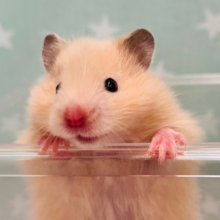 好奇心旺盛‪☆ベビーフェイスのハムちゃん🐹長毛ハムスター(アプリコット)女の子