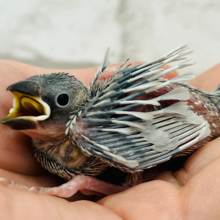 成鳥の姿はまるで別鳥‪☆変化がすごい‪☆シルバー文鳥 ヒナ