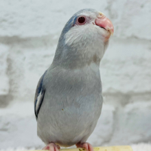 【動画更新🪄】ミステリアス🪼むちむち体型さん~♩♩マメルリハ(バイオレットファロー) 男の子 ヒナ