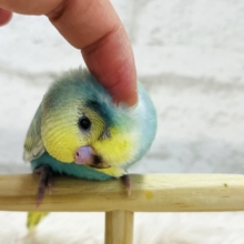 【最新画像・動画更新🪄】背中の模様がｷﾚｲで。。　きづいたら「背中美鳥」展のよう～～　セキセイインコ　パステルカラーレインボー～～