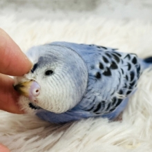 【最新画像・動画更新🪄】ちびっコ、ｶｷｶｷがとくい技ーー☆　セキセイインコ　オパーリン～～