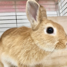 最新画像！ネザーランドドワーフ（オレンジ）　今日も警戒中！でもごはんは大好き♪