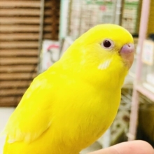 荒野をかける元気印！！　セキセイインコ