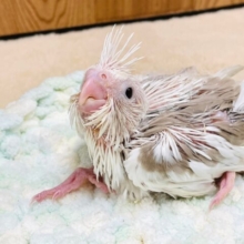 淡いカラーが魅力的♡オカメインコ（ホワイトフェイスシナモンパイド）
