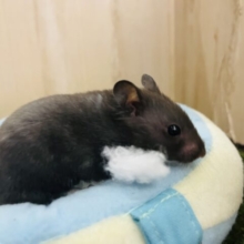 真っ黒ちゃん！カラーハムスター(ブラック)