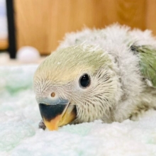 これからの成長が楽しみ♡コザクラインコ（ノーマル）ヒナ