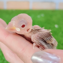 つるる✨シナモン文鳥のヒナ入荷しました❤