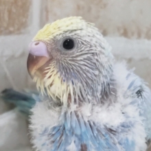 鮮やかブルーが目を引く～🫧 セキセイインコ(パステルレインボースパングル)