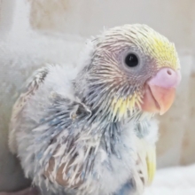 魅力たっぷり素敵だね～✨ セキセイインコ(パステルレインボーパイド)