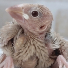 ゴールドが似合う～🥇 シナモン文鳥🐣